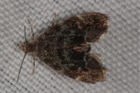 Anthophila fabriciana