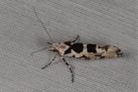 Ypsolopha sequella
