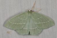 Hemistola chrysoprasaria
