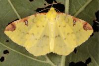 Opisthograptis luteolata