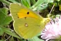 Colias crocea