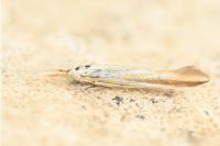Coleophora