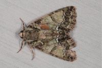 Polyphaenis sericata