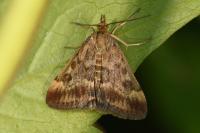 Pyrausta despicata