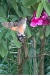 Macroglossum stellatarum