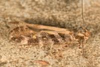 Aristotelia decoratella