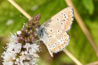 Aricia agestis