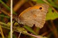 Maniola jurtina