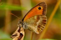 Pyronia tithonus