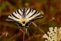 Iphiclides podalirius