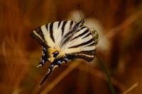 Iphiclides podalirius