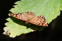 Pararge aegeria