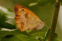 Pyronia tithonus