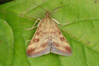 Pyrausta despicata