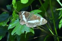 Limenitis camilla