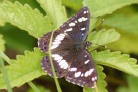 Limenitis reducta