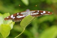 Limenitis reducta