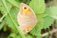 Maniola jurtina