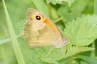 Maniola jurtina