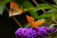 Argynnis paphia