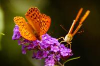 Argynnis paphia