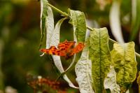 Polygonia c-album
