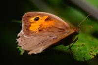 Maniola jurtina