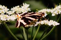 Euplagia quadripunctaria