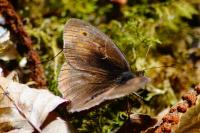 Maniola jurtina