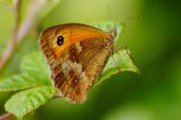 Pyronia tithonus