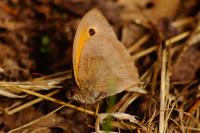 Maniola jurtina