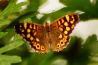 Pararge aegeria