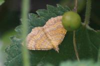 Camptogramma bilineata