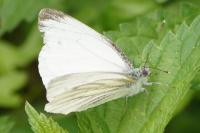 Pieris napi