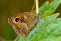 Pyronia tithonus
