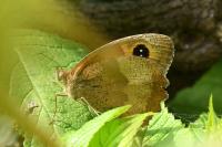 Maniola jurtina