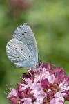 Celastrina argiolus