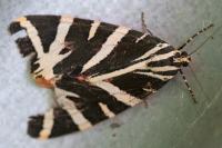 Euplagia quadripunctaria
