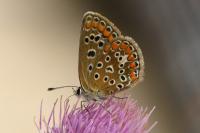Polyommatus icarus