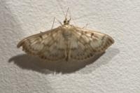 Patania ruralis