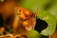 Pyronia tithonus