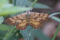 Ematurga atomaria