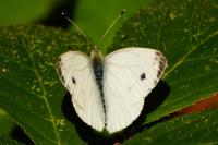 Pieris napi
