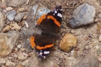 Vanessa atalanta