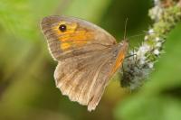 Maniola jurtina