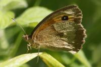Maniola jurtina