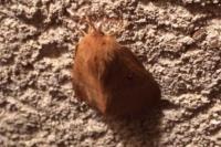 Lasiocampa trifolii