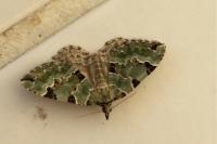 Colostygia pectinataria