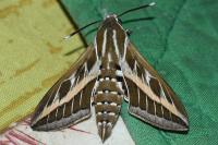 Hyles livornica
