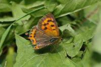 Lycaena phlaeas